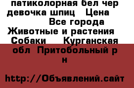 патиколорная бел/чер девочка шпиц › Цена ­ 15 000 - Все города Животные и растения » Собаки   . Курганская обл.,Притобольный р-н